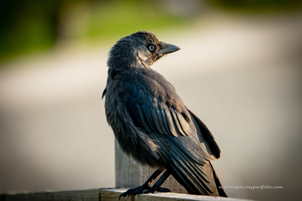 Crow in the morning Light by nigelrogers