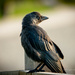 Crow in the morning Light by nigelrogers