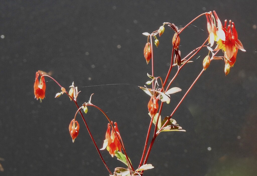 Aquilegia by sunnygreenwood