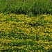 Yellows and Greens  by rensala