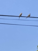 23rd Jul 2023 - Pair of Doves 