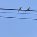 Pair of Doves  by spanishliz