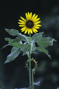 15th Jul 2023 - Sunflower at Sunset