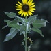 Sunflower at Sunset by judyc57