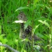 Ruffed Grouse by sunnygreenwood