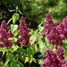 Random Lilacs by sunnygreenwood