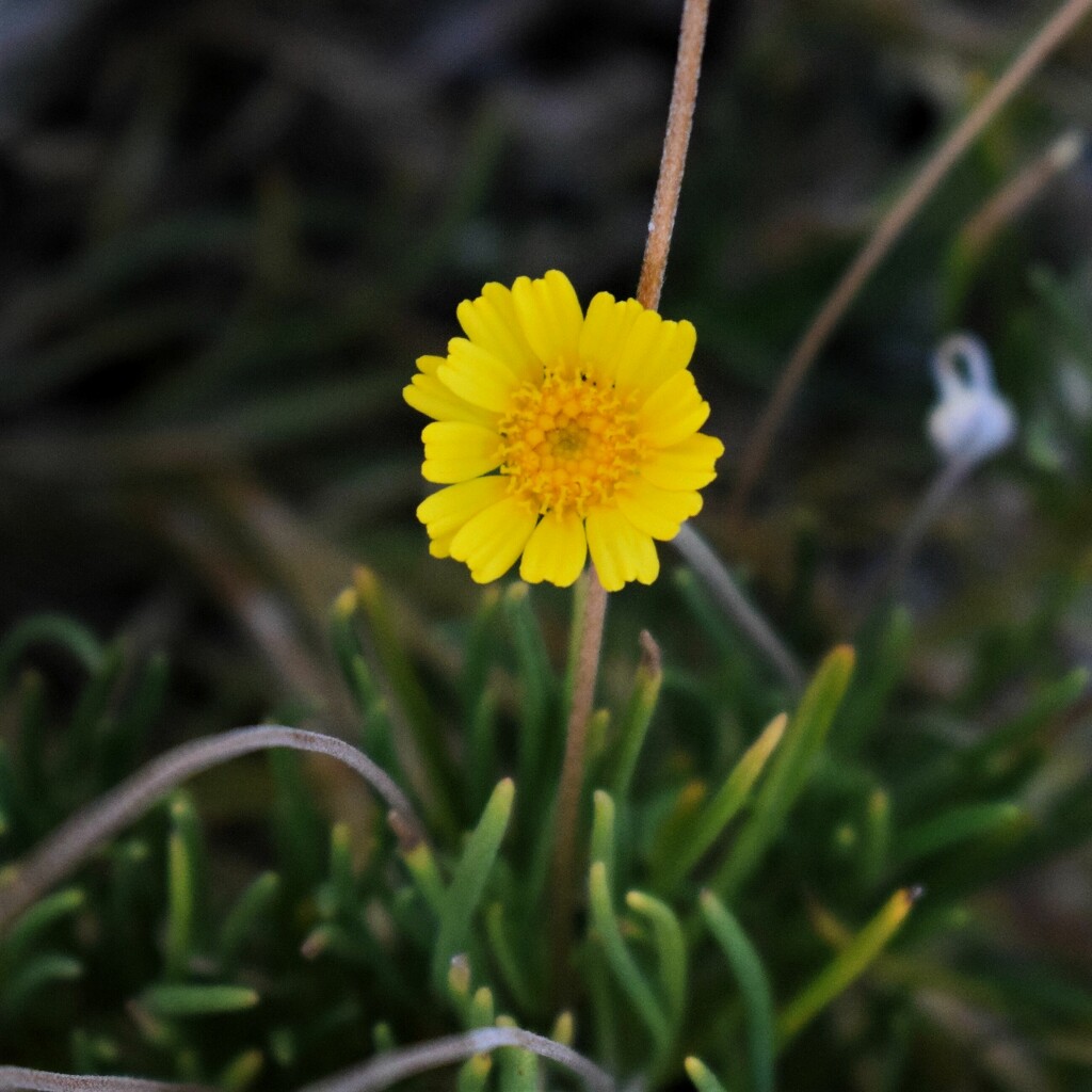 Jul 22 Desert Marigold by sandlily