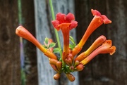 23rd Jul 2023 - trumpet vine