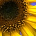 Oct 2022 Sunflower by gtoolman8