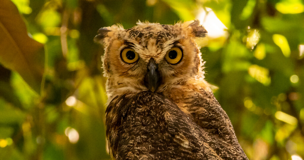 Great Horned Owl Baby 1!   by rickster549