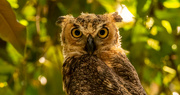 23rd Jul 2023 - Great Horned Owl Baby 1!  