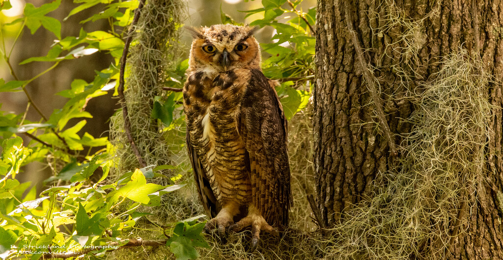 Great Horned Owl Baby 2! by rickster549