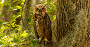 23rd Jul 2023 - Great Horned Owl Baby 2!