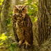 Great Horned Owl Baby 2! by rickster549