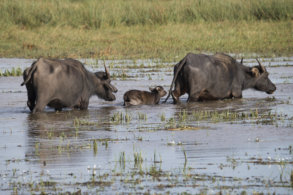 Water Buffalo by dkbarnett