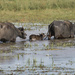 Water Buffalo by dkbarnett