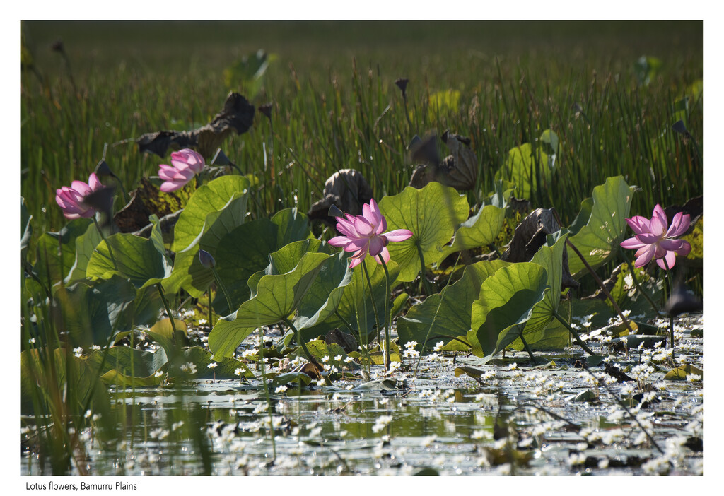 Lotus flowers by dkbarnett
