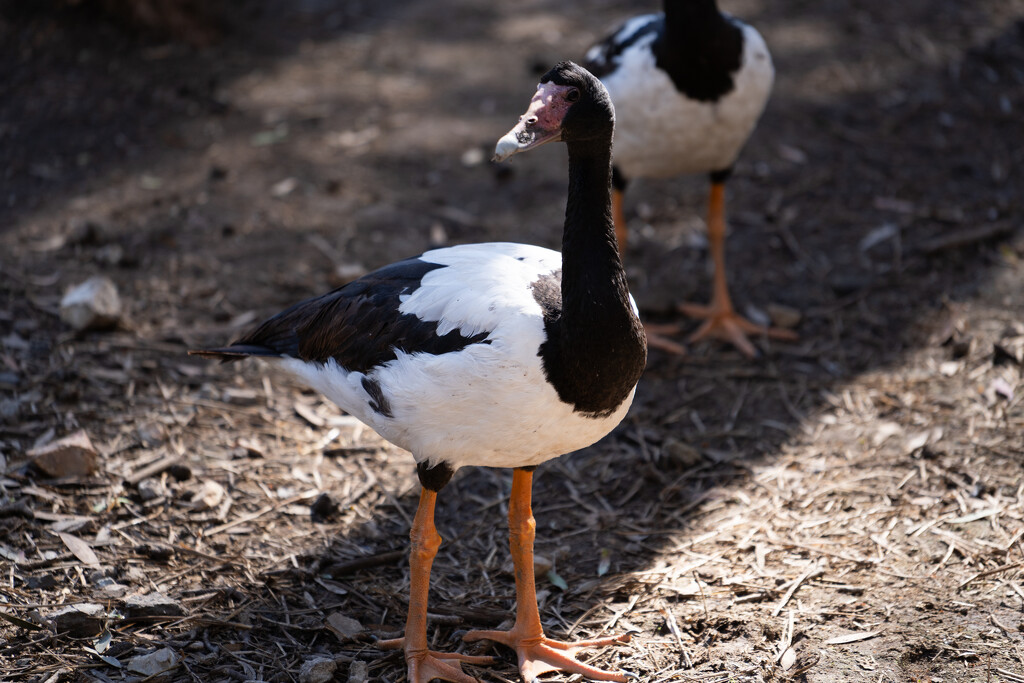 Magpie goose  by sugarmuser