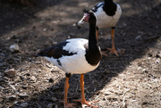 16th Jul 2023 - Magpie goose 