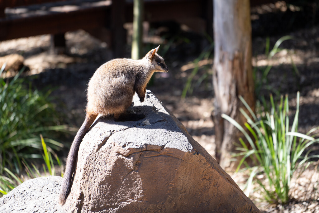 Rock wallaby  by sugarmuser