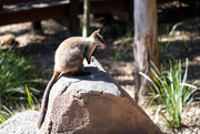 15th Jul 2023 - Rock wallaby 