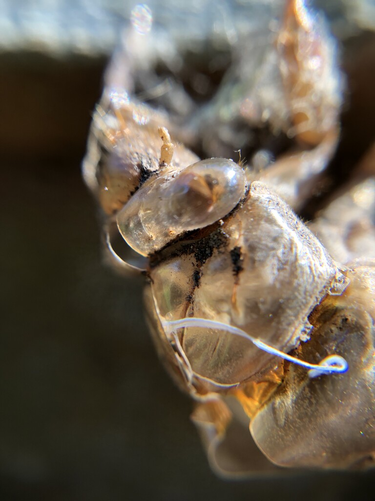 Cicada Exuviae Macro by metzpah