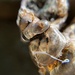 Cicada Exuviae Macro by metzpah