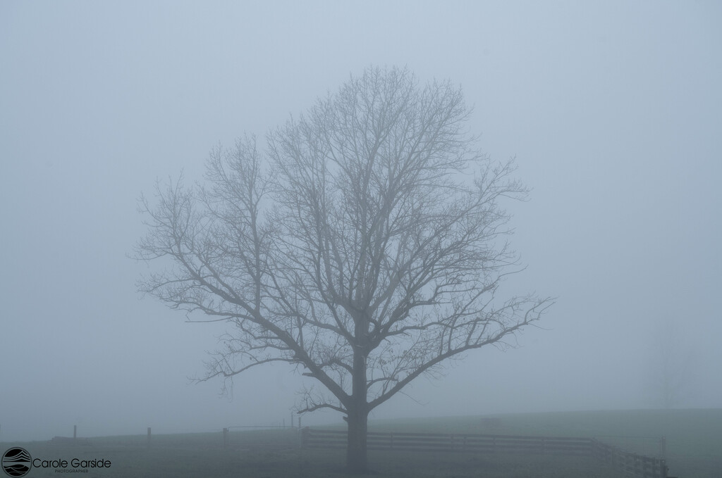 Waikato Fog by yorkshirekiwi
