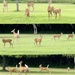 Deer Talk by eahopp