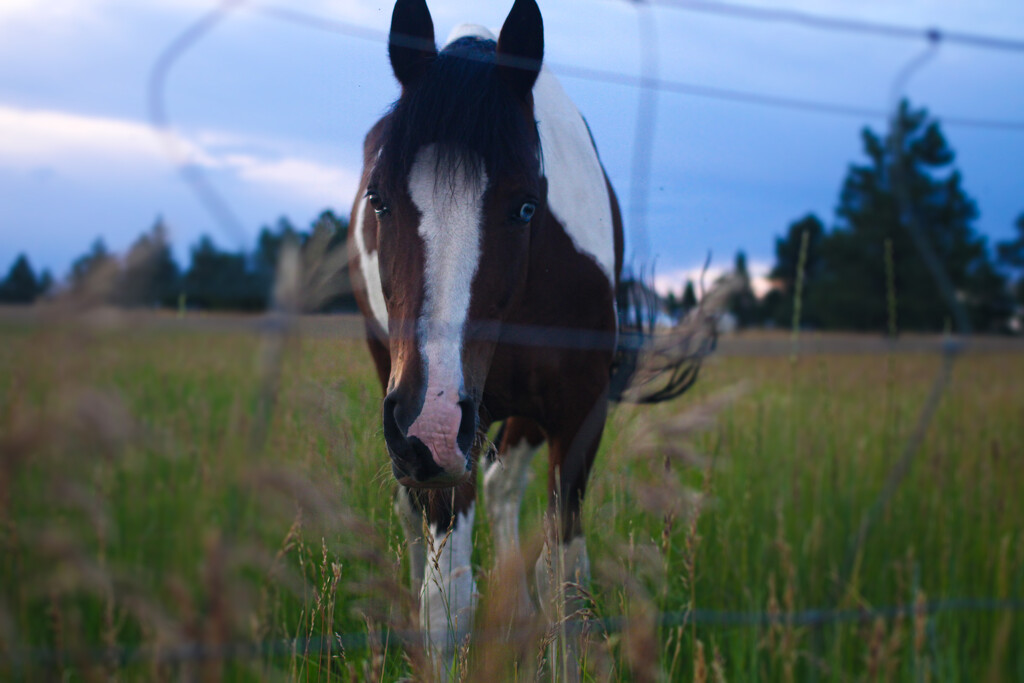 blue eye horse by dreary