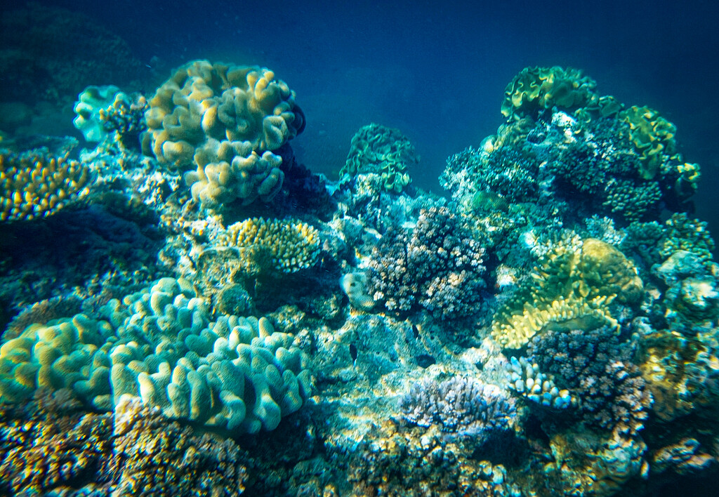 Great Barrier Reef by 365projectclmutlow