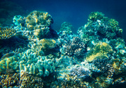 24th Jul 2023 - Great Barrier Reef