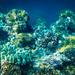 Great Barrier Reef by 365projectclmutlow