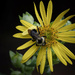 Bumblebee on Cup Flower by k9photo