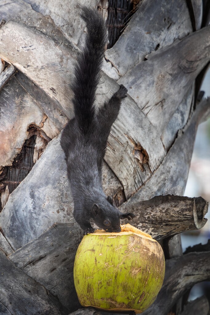 Black Squirrel - Jomtien by lumpiniman