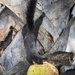 Black Squirrel - Jomtien by lumpiniman