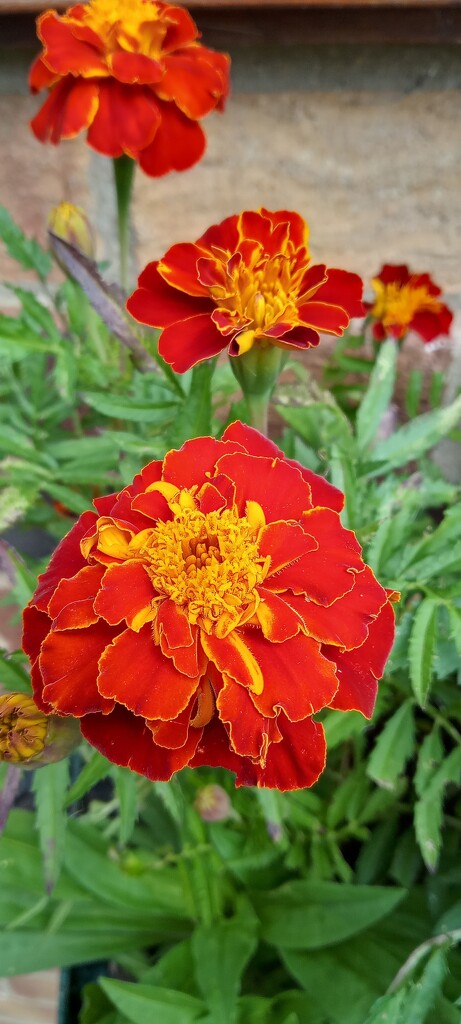 Marigolds  by 365projectorgjoworboys