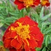 Marigolds  by 365projectorgjoworboys