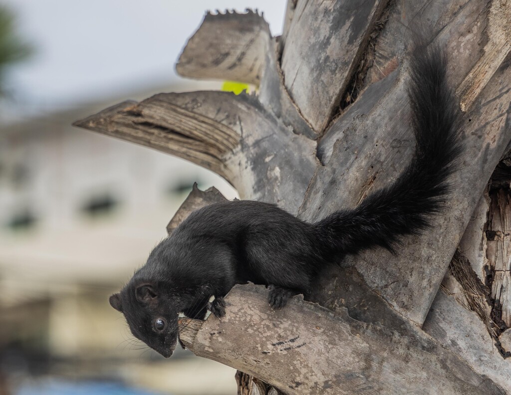 Black Squirrel, Jomtien by lumpiniman