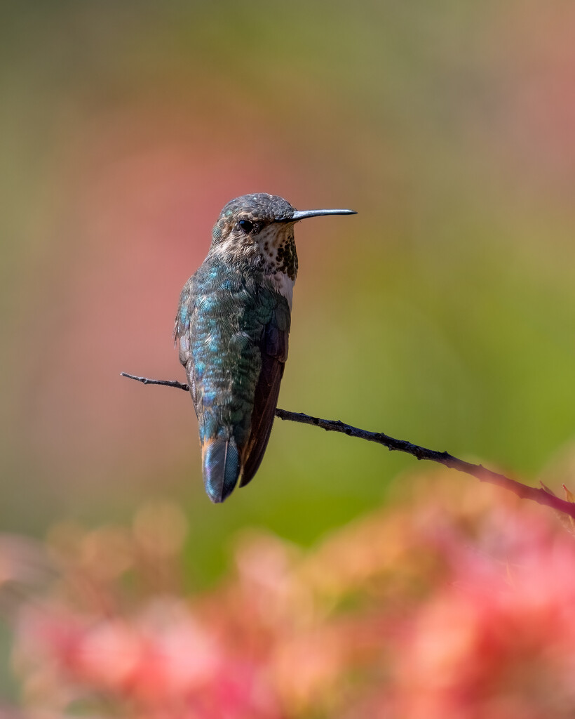Allens Hummingbird by nicoleweg