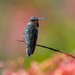 Allens Hummingbird by nicoleweg