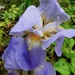 Iris by sunnygreenwood