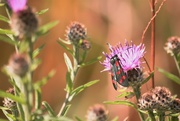 24th Jul 2023 - six spotted Burnet daytime moth.....