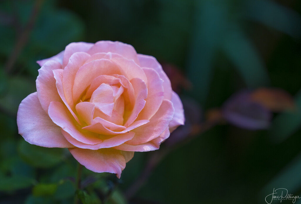 Apricot Rose  by jgpittenger