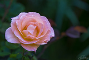 24th Jul 2023 - Apricot Rose 