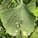 Ginkgo with raindrops by cordulaamann