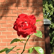 3rd Jul 2023 - Red Rose