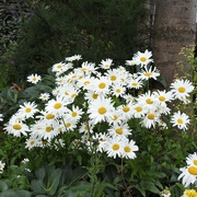 5th Jul 2023 - Oxeye Daisies