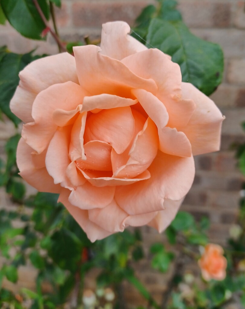 Apricot rose by busylady