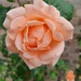 Apricot rose by busylady